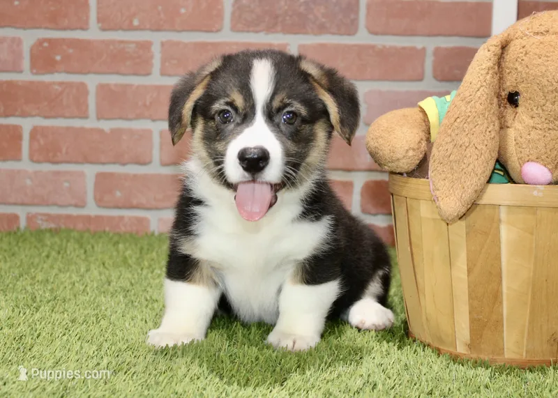 PEMBROKE CARDIGAN CORGI MALE 3171 – Cardigan Welsh Corgi, Pembroke Welsh Corgi puppy for sale in Pittsburg, KS