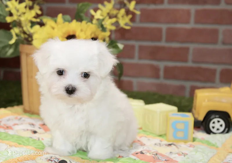MALE MALTESE 3190 – Maltese puppy for sale in Pittsburg, KS