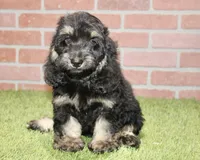 PHANTOM MALE COCKAPOO 102, a male Cockapoo for sale in Pittsburg, KS – 2 of 10