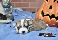 BROWN/WHITE PARTI MORKIE MALE 034, a male Morkie for sale in Pittsburg, KS – 2 of 5