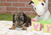 SHADED CREAM FEMALE 210, a female Miniature Dachshund for sale in Pittsburg, KS – 3 of 4