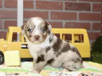 TOY AUSSIEDOODLE CHOC MERLE FEMALE 207, a female Aussiedoodle for sale in Pittsburg, KS – 2 of 4