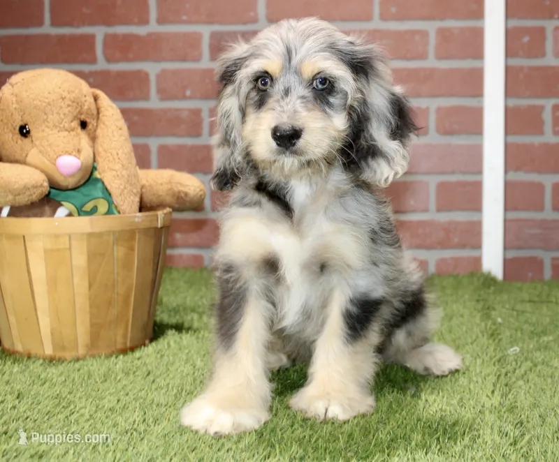 CHOCOLATE MERLE MALE 3103 – Cockapoo puppy for sale in Pittsburg, KS