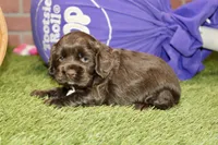 CHOCOLATE FEMALE COCKER 089, a female Cocker Spaniel for sale in Pittsburg, KS – 2 of 4