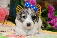 WHITE AND MERLE FEMALE 968, a female Cockapoo for sale in Pittsburg, KS – 2 of 6