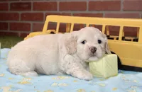CREAM COCKAPOO MALE 201, a male Cockapoo for sale in Pittsburg, KS – 2 of 4