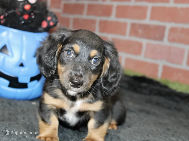 BLACK/TAN MALE 191 – Miniature Dachshund puppy for sale in Pittsburg, KS