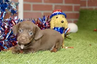 CHOCOLATE MALE 084, a male Dachshund for sale in Pittsburg, KS – 3 of 4