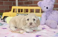 CREAM FEMALE COCKAPOO 990, a female Cockapoo for sale in Pittsburg, KS – 3 of 4