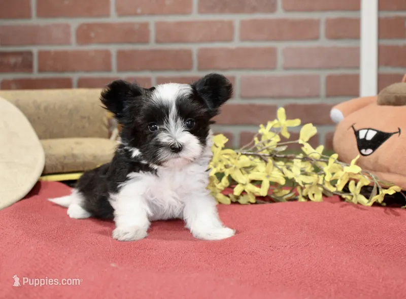 BLACK/WHITE MALE MORKIE 3152 – Morkie puppy for sale in Pittsburg, KS