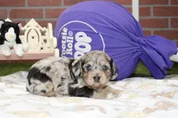 CHOCOLATE MERLE COCKAPOO 103, a male Cockapoo for sale in Pittsburg, KS – 2 of 4