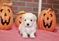CREAM MALTIPOO MALE 3048, a male Maltipoo for sale in Pittsburg, KS – 4 of 5