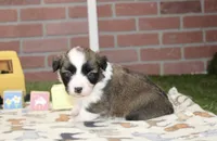 PEMBROKE CARDIGAN CORGI FEMALE 3172, a female Cardigan Welsh Corgi and Pembroke Welsh Corgi for sale in Pittsburg, KS – 2 of 4