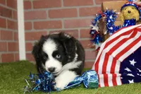 MALE BLACK/WHITE AUGGIE 981, a male Australian Shepherd and Pembroke Welsh Corgi for sale in Pittsburg, KS – 4 of 4