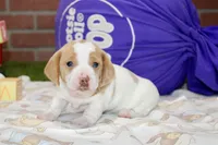 CREAM/WHITE PIED MALE 090, a female Dachshund for sale in Pittsburg, KS – 1 of 4