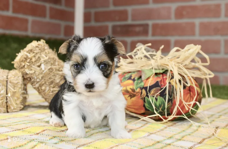TRI MORKIE FEMALE 3045 – Morkie puppy for sale in Pittsburg, KS