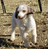 WHITE AND MERLE FEMALE 968, a female Cockapoo for sale in Pittsburg, KS – 10 of 10