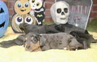 SILVER DAPPLE MALE DACHSHUND 3211, a male Miniature Dachshund for sale in Pittsburg, KS – 4 of 5