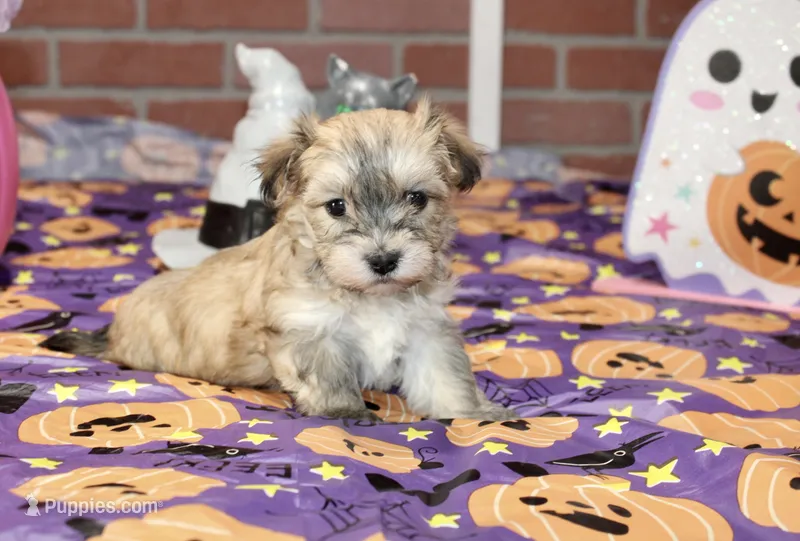 CINNAMON MORKIE FEMALE 3195 – Morkie puppy for sale in Pittsburg, KS