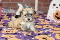 CINNAMON MORKIE FEMALE 3195, a female Morkie for sale in Pittsburg, KS – 1 of 5