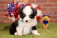 Toy Auggie, a male Australian Shepherd and Pembroke Welsh Corgi for sale in Pittsburg, KS – 3 of 4
