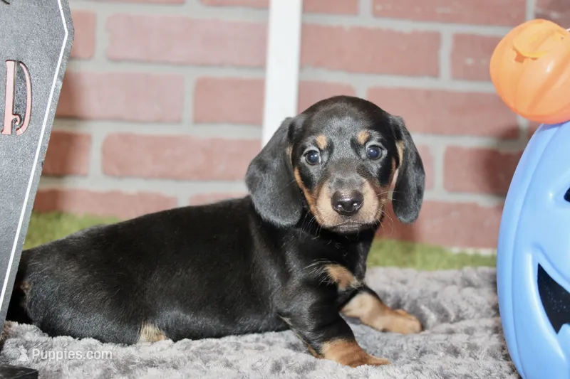BLACK/TAN MALE DACHSHUND 2970 – Miniature Dachshund puppy for sale in Pittsburg, KS