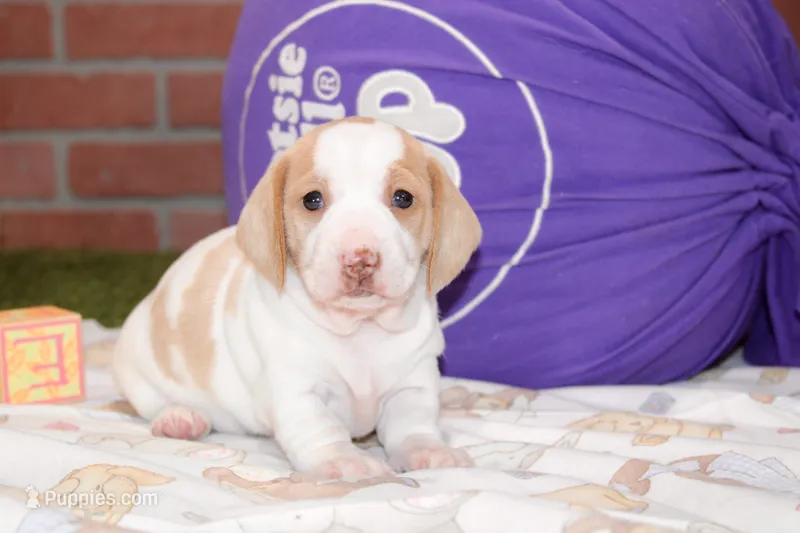 CREAM/WHITE FEMALE DACHSHUND 120 – Dachshund puppy for sale in Pittsburg, KS