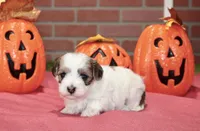 BROWN/WHITE PARTI MALTIPOO FEMALE 3049, a female Maltipoo for sale in Pittsburg, KS – 4 of 5