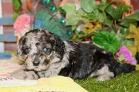 MINI MALE COCKAPOO 963, a female Cockapoo for sale in Pittsburg, KS – 3 of 5
