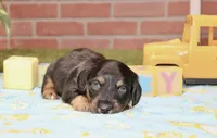 BLACK/TAN MALE 191, a male Miniature Dachshund for sale in Pittsburg, KS – 2 of 4