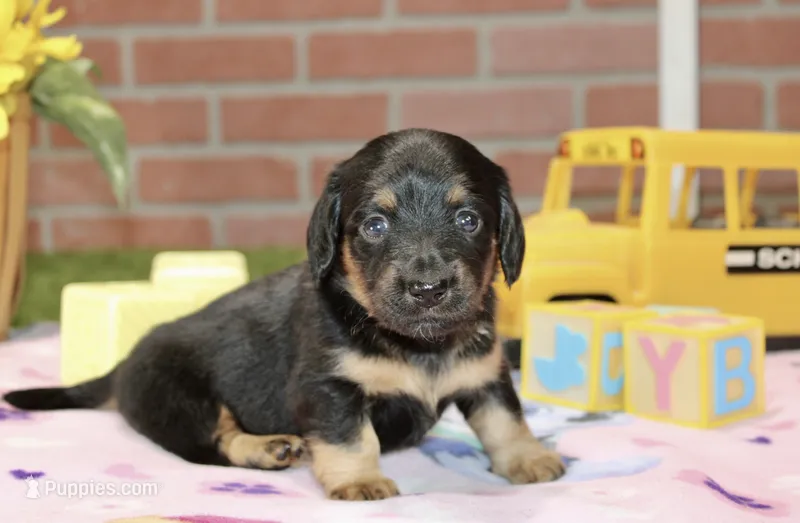 BLACK/TAN FEMALE 192 – Miniature Dachshund puppy for sale in Pittsburg, KS