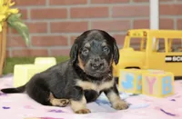 BLACK/TAN FEMALE 192, a male Miniature Dachshund for sale in Pittsburg, KS – 4 of 4