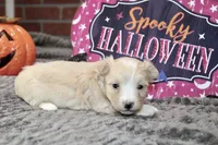 CREAM/WHITE MORKIE FEMALE 3029, a female Morkie for sale in Pittsburg, KS – 3 of 5