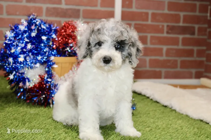 WHITE AND MERLE FEMALE 968 – Cockapoo puppy for sale in Pittsburg, KS