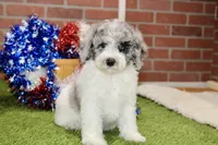 WHITE AND MERLE FEMALE 968, a female Cockapoo for sale in Pittsburg, KS – 1 of 10