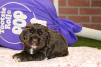   CHOCOLATE FEMALE COCKER 095, a male Cocker Spaniel for sale in Pittsburg, KS – 4 of 4