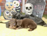CHOCOLATE/TAN MALE DACHSHUND 3213, a male Miniature Dachshund for sale in Pittsburg, KS – 2 of 5