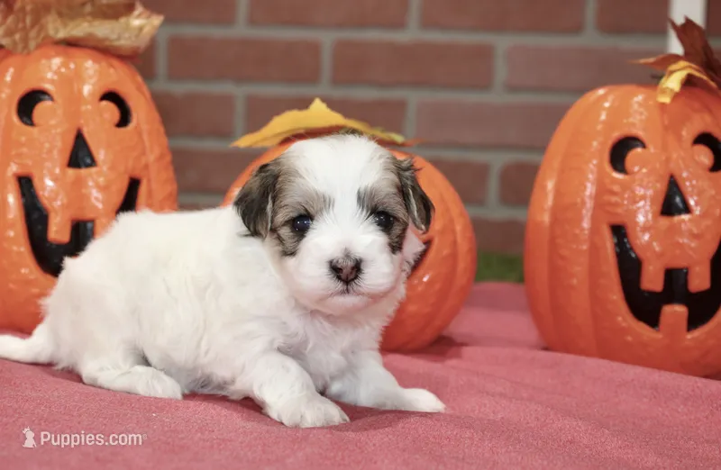 BROWN/WHITE PARTI MALTIPOO FEMALE 3049 – Maltipoo puppy for sale in Pittsburg, KS