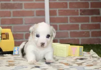 PEMBROKE CARDIGAN CORGI FEMALE 3174, a female Cardigan Welsh Corgi and Pembroke Welsh Corgi for sale in Pittsburg, KS – 3 of 4