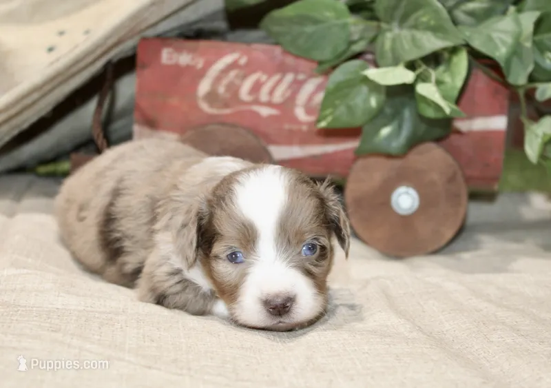 RED/WHITE MERLE FEMALE TOY AUSSIE 200 – Toy Australian Shepherd puppy for sale in Pittsburg, KS