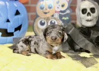 SILVER DAPPLE MALE DACHSHUND 3212, a male Miniature Dachshund for sale in Pittsburg, KS – 2 of 5