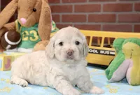 CREAM MALE COCKAPOO 202, a male Cockapoo for sale in Pittsburg, KS – 1 of 4