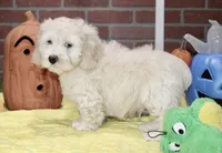CREAM COCKAPOO MALE 201, a male Cockapoo for sale in Pittsburg, KS – 4 of 9