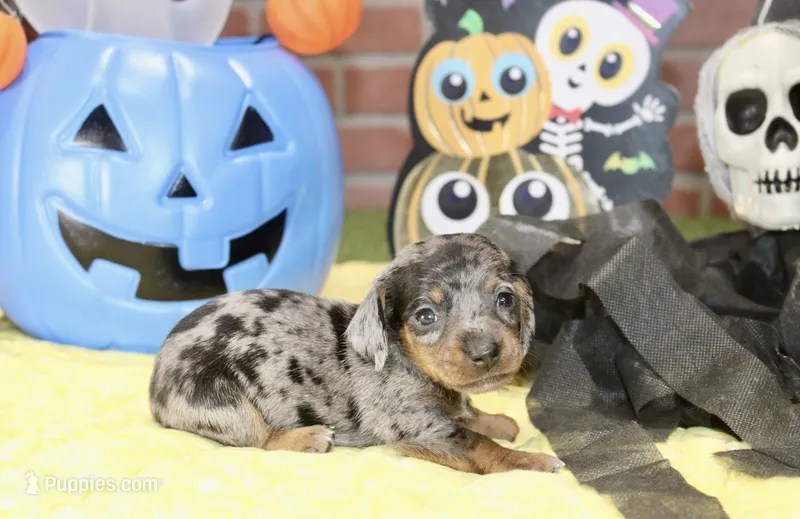 SILVER DAPPLE MALE DACHSHUND 3212 – Miniature Dachshund puppy for sale in Pittsburg, KS