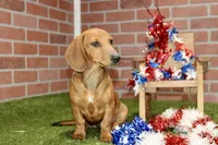 SHADED RED MALE! 001, a male Miniature Dachshund for sale in Pittsburg, KS – 3 of 10