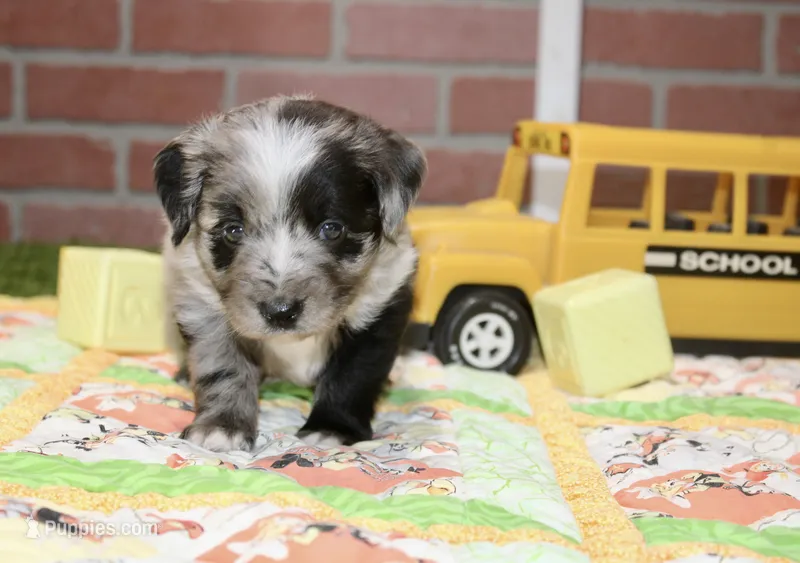 TOY AUSSIEDOODLE BLUE MERLE MALE 206 – Aussiedoodle puppy for sale in Pittsburg, KS