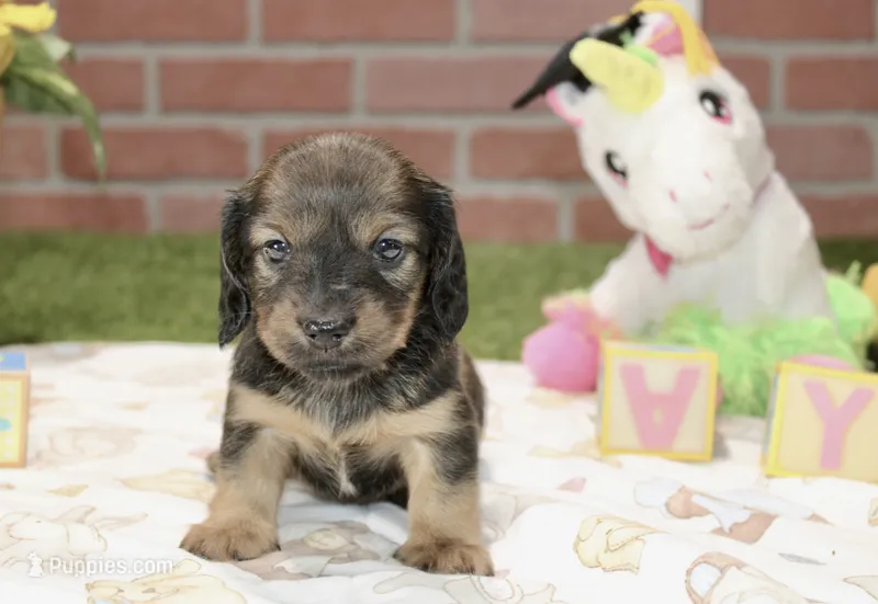 SHADED CREAM FEMALE 210 – Miniature Dachshund puppy for sale in Pittsburg, KS