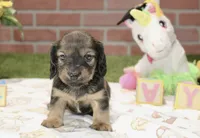 SHADED CREAM FEMALE 210, a female Miniature Dachshund for sale in Pittsburg, KS – 1 of 4