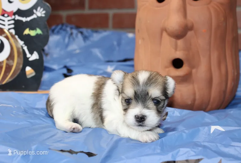 BROWN/WHITE PARTI MORKIE MALE 033 – Morkie puppy for sale in Pittsburg, KS