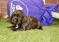 CHOCOLATE FEMALE COCKER 089, a female Cocker Spaniel for sale in Pittsburg, KS – 3 of 4